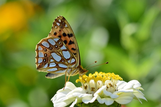 Sommerhilsen og julibrev